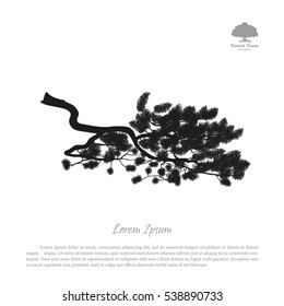 Detailed drawing of pine branches. Black silhouette of a tree on white background. Vector illustration