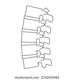 Detailed drawing of a spine with intervertebral discs and vertebrae