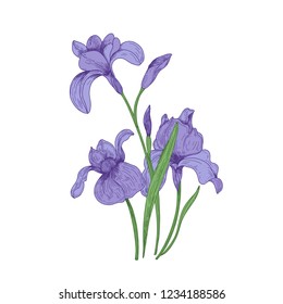 Detailed drawing of spring iris flowers and buds. Seasonal beautiful garden flowering plant isolated on white background. Natural hand drawn realistic vector illustration in elegant vintage style.