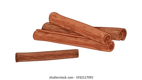 Detailed dry cinnamon sticks. Sweet aromatic winter spice of cinamon. Colored hand-drawn vector illustration of cinammon isolated on white background