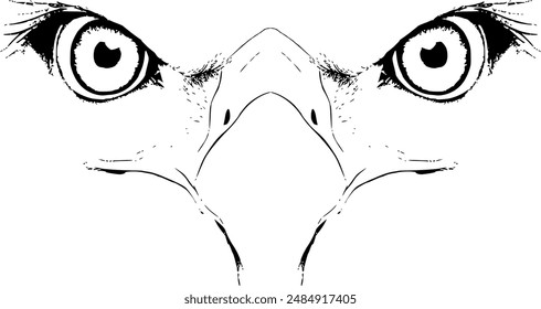 Detailed Eagle Eyes Illustration, Majestic Eagle Eyes Drawing,  Sharp Eagle Eyes Illustration