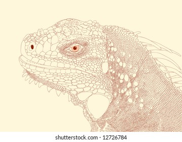 Ilustración vectorial editable detallada de una cabeza iguana