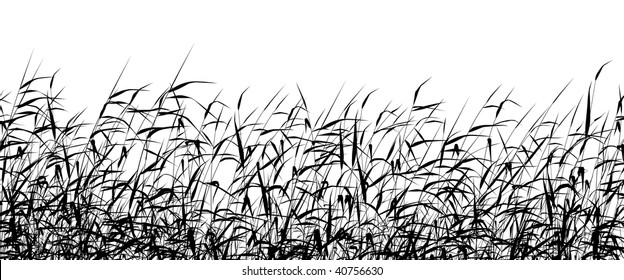 Detailed editable vector silhouette of a reed-bed