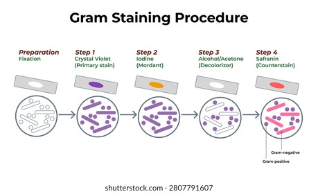A detailed educational science infographic outlining the complete step-by-step laboratory technique for the Gram Staining Procedure. The diagram clearly depicts preparation fixation followed by Crystal Violet primary stain, Iodine mordant, Alcohol or Acetone decolorizer, and Safranin counterstain, visually differentiating Gram-positive purple bacteria from Gram-negative pink bacteria on microscope slides and petri dish views. Ideal for biology textbooks, medical laboratory guides, and classroom science posters.