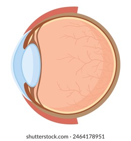 Detailed educational vector illustration of human eye anatomy cross section structure for medical. Biology. Ophthalmology. And healthcare concepts. Including optic. Cornea. Iris. Retina. Lens. Pupil