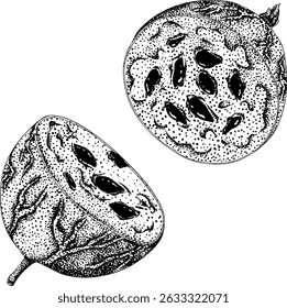 Detailed, engraving botanical illustrations of gooseberry plants, showcasing leaves, flowers, fruits, perfect for nature designs.