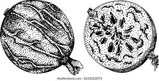 Detailed, engraving botanical illustrations of gooseberry plants, showcasing leaves, flowers, fruits, perfect for nature designs.