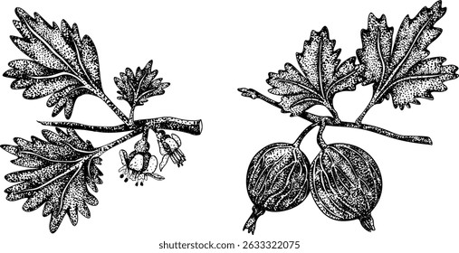 Detailed, engraving botanical illustrations of gooseberry plants, showcasing leaves, flowers, fruits, perfect for nature designs.