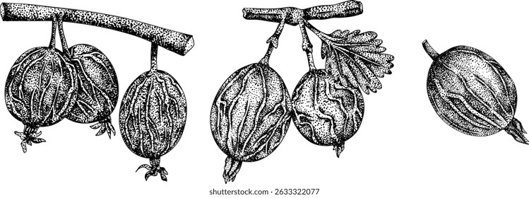 Detailed, engraving botanical illustrations of gooseberry plants, showcasing leaves, flowers, fruits, perfect for nature designs.