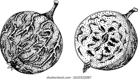 Detailed, engraving botanical illustrations of gooseberry plants, showcasing leaves, flowers, fruits, perfect for nature designs.