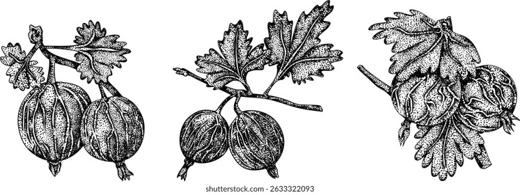 Detailed, engraving botanical illustrations of gooseberry plants, showcasing leaves, flowers, fruits, perfect for nature designs.