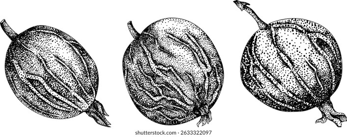 Detailed, engraving botanical illustrations of gooseberry plants, showcasing leaves, flowers, fruits, perfect for nature designs.
