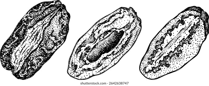 Detailed engraving vector art of dates, showcasing dried dates. Ideal for food, culinary, or nature themed stock designs.