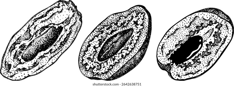 Detailed engraving vector art of dates, showcasing dried dates. Ideal for food, culinary, or nature themed stock designs.