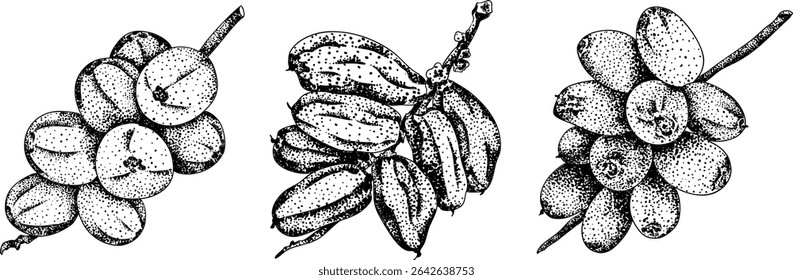 Detailed engraving vector art of dates, showcasing dried dates. Ideal for food, culinary, or nature themed stock designs.