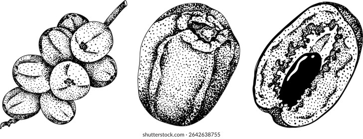 Detailed engraving vector art of dates, showcasing dried dates. Ideal for food, culinary, or nature themed stock designs.