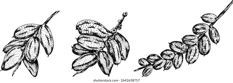 Detailed engraving vector art of dates, showcasing dried dates. Ideal for food, culinary, or nature themed stock designs.