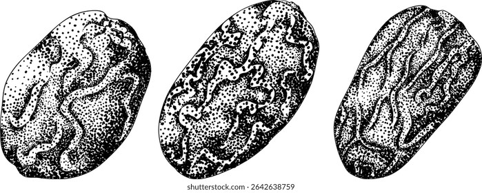Detailed engraving vector art of dates, showcasing dried dates. Ideal for food, culinary, or nature themed stock designs.