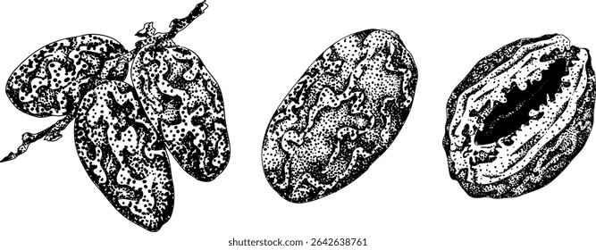 Detailed engraving vector art of dates, showcasing dried dates. Ideal for food, culinary, or nature themed stock designs.