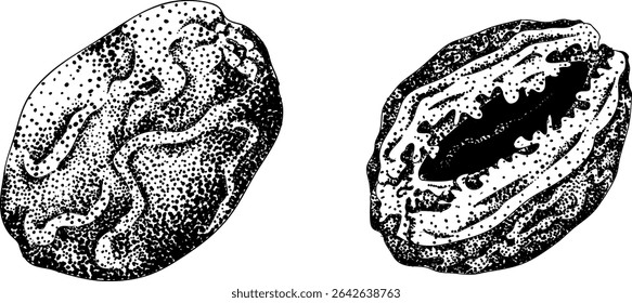 Detailed engraving vector art of dates, showcasing dried dates. Ideal for food, culinary, or nature themed stock designs.
