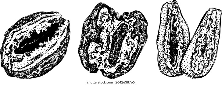 Detailed engraving vector art of dates, showcasing dried dates. Ideal for food, culinary, or nature themed stock designs.