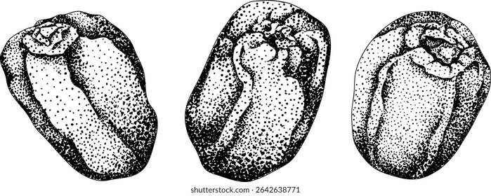 Detailed engraving vector art of dates, showcasing dried dates. Ideal for food, culinary, or nature themed stock designs.