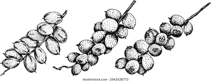 Detailed engraving vector art of dates, showcasing dried dates. Ideal for food, culinary, or nature themed stock designs.