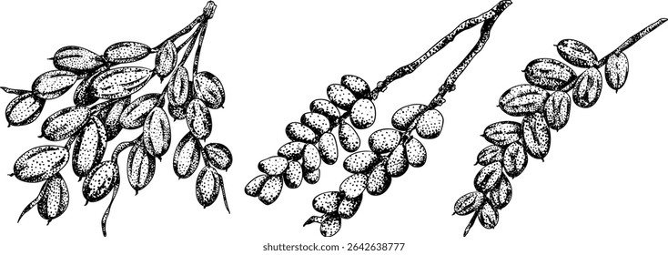Detailed engraving vector art of dates, showcasing dried dates. Ideal for food, culinary, or nature themed stock designs.