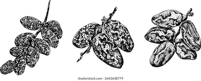 Detailed engraving vector art of dates, showcasing dried dates. Ideal for food, culinary, or nature themed stock designs.