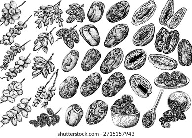 Arte vectorial de grabado detallado de dátiles, mostrando dátiles secos. Ideal para diseños de stock con temas de comida, gastronomía o naturaleza.	