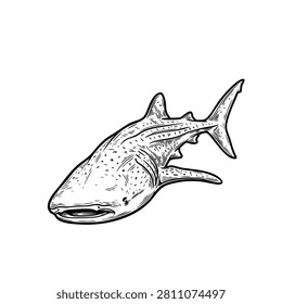 Detailed engraving woodcut style vector illustration of a Majestic Whale Shark, isolated on a white background. Vintage hand drawn black ink line artwork featuring realistic anatomy and classic engraved texture. Perfect for logos, apparel, stickers, packaging, branding, posters, marine life designs, educational materials, and print projects. Fully editable EPS vector.