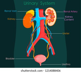 Chart Of Excretory System