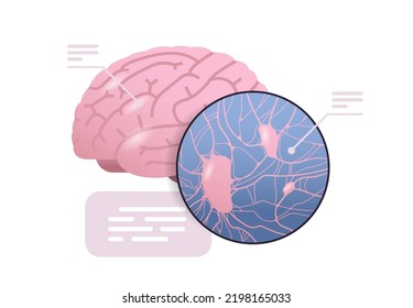 detailed explanation anatomical brain structure human body internal organ anatomy medicine healthcare concept