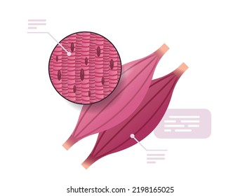 explicación detallada estructura muscular anatomía de órganos internos humanos concepto de medicina sanitaria horizontal