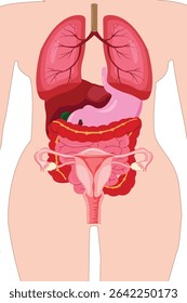 Ilustração detalhada da anatomia interna do órgão feminino com sistemas reprodutivos e digestivos visíveis
