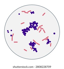 detailed flat digital design showing a scientific microscopic field containing a mixed culture of bacteria. The illustration visually differentiates purple Gram-positive cocci clusters from pink Gram-negative rod-shaped bacilli as seen under a laboratory microscope, serving as an excellent educational graphic asset for microbiology lessons and medical publications.
