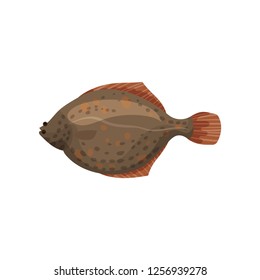 Detailed flat vector design of brown flounder fish, side view. Sea animal. Delicious marine product. Seafood theme