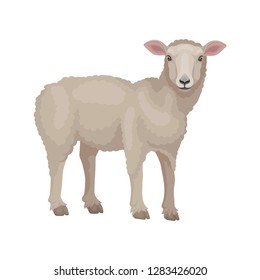 Detailed flat vector design of young lamb, side view. Sheep with beige wool coat. Domestic animal. Livestock farming