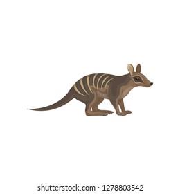 Detailed flat vector icon of Australian numbat. Wild animal with stripes on back. Marsupial anteater. Wildlife theme