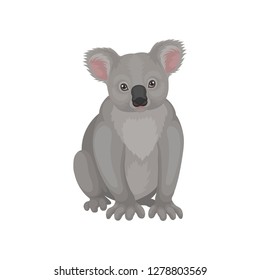 Detailed flat vector icon of cute gray koala bear. Australian marsupial animal. Wild creature