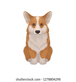 Detailed flat vector icon of cute Welsh corgi.Dog with fluffy red coat and short legs. Home pet. Domestic animal