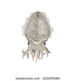 Detailed flat vector icon of cuttlefish. Marine mollusk with tentacles. Sea creature. Tasty seafood