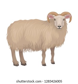 Detailed flat vector icon of dorset male sheep. Cute farm animal. Ram with beige woolly coat and curved horns