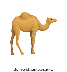 Detailed flat vector icon of Egyptian camel. Desert animal with hump on its back. Element for promo poster or flyer of travel agency