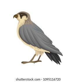 Detailed flat vector icon of Egyptian falcon. Predatory bird with long gray-black pointed wings and notched beak