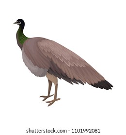 Detailed flat vector icon of female peacock. Beautiful wild bird with big wings. Wildlife theme
