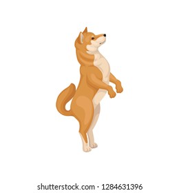 Detailed flat vector icon of funny Shiba Inu standing on hind legs. Home pet. Dog with red-beige coat and fluffy tail