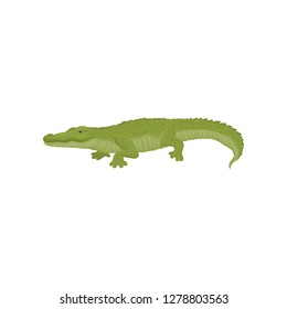 Detailed flat vector icon of green crocodile. Large aquatic reptile. Australian predatory animal. Wildlife theme