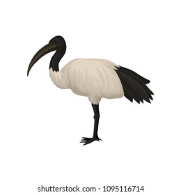 Detailed flat vector icon of ibis. Sacred bird of Egypt. Wild feathered animal with long legs and narrow beak. Tropical African fauna