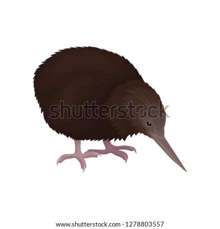 Detailed flat vector icon of kiwi bird. Wild Australian animal with long beak, brown feathers and short legs. Wildlife theme